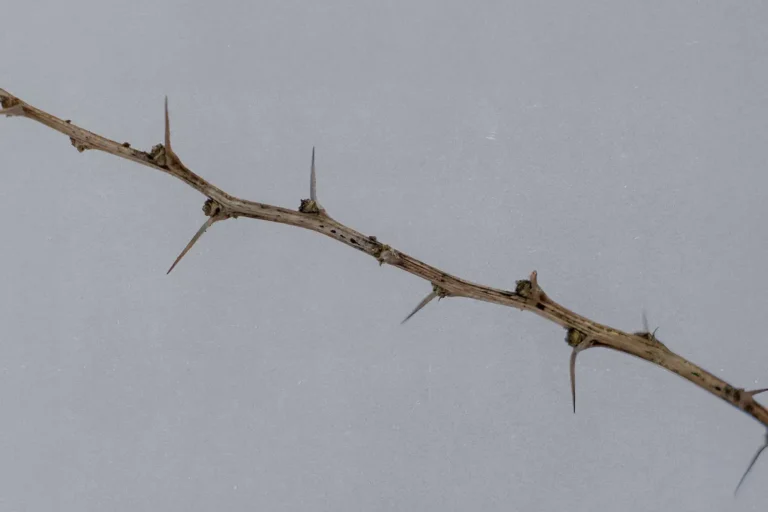 What Happened From the Cross to the Throne – PART 2