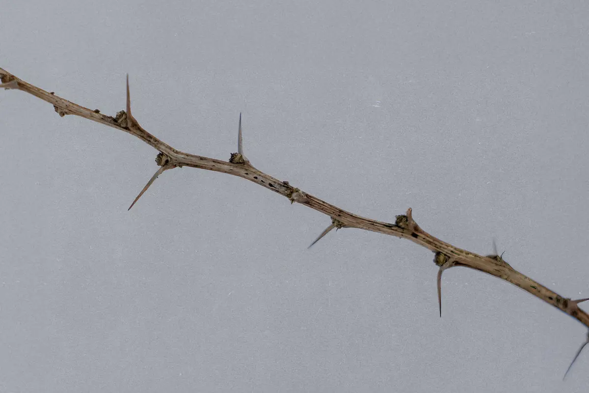 A branch of thorns on a gray sky background