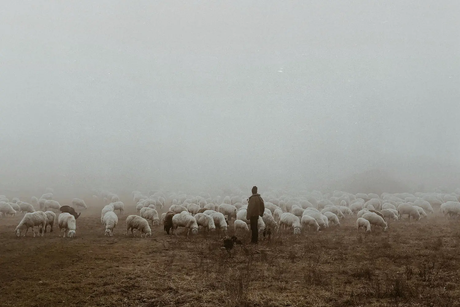 A shepherd with his flock of sheep on a hillside