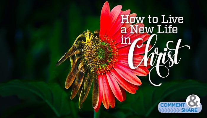 How to Live a New Life in Christ