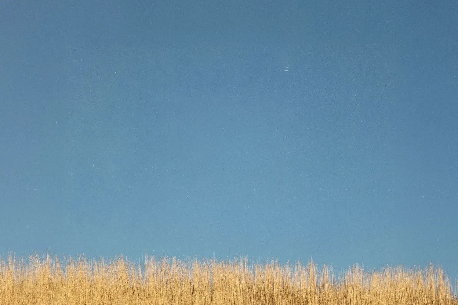top of brown grass and bottom of blue sky