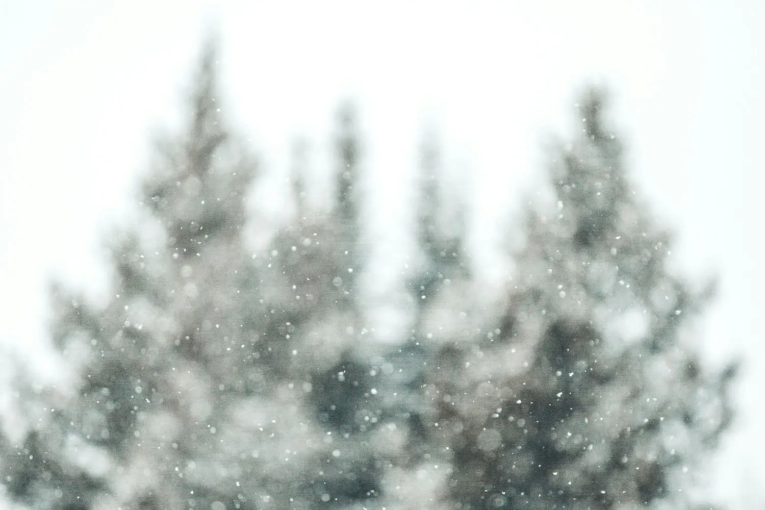photo of falling snow in front of tree tops