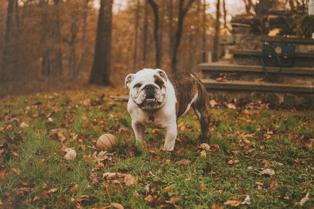 20180314-5-Characteristics-of-Bulldog-Faith-KCM-Blog - KCM Blog bulldog in the yard with fallen leaves around it