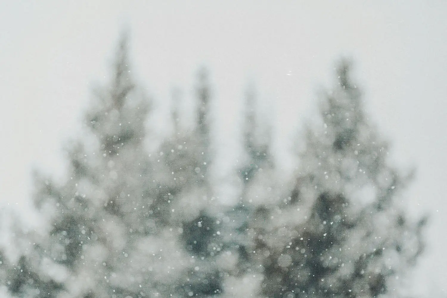 snow falling with a blurred background of tree tops