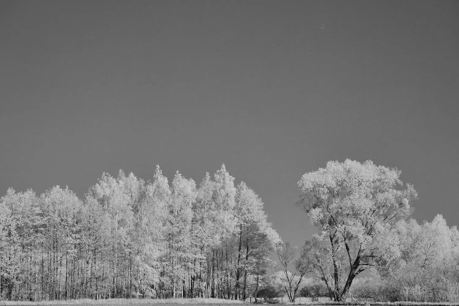 frozen treeline with snow on the ground