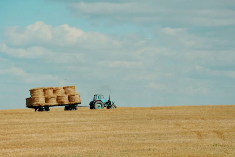 3 Ways to Reap in the Year of Abundant Harvest