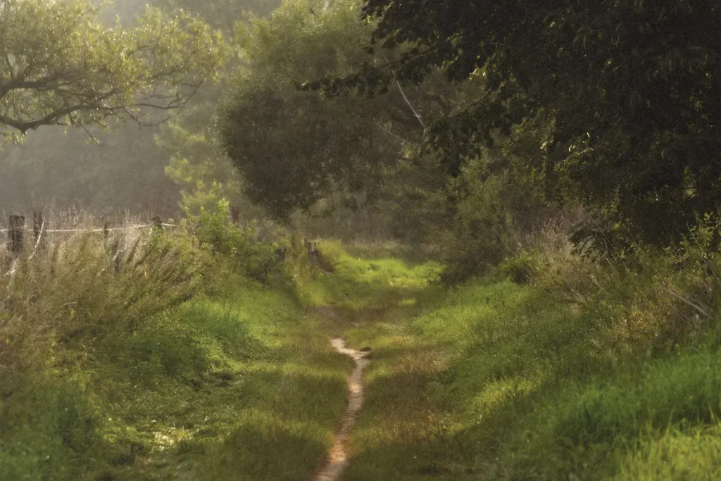 dirt path next to a fence line covered by trees