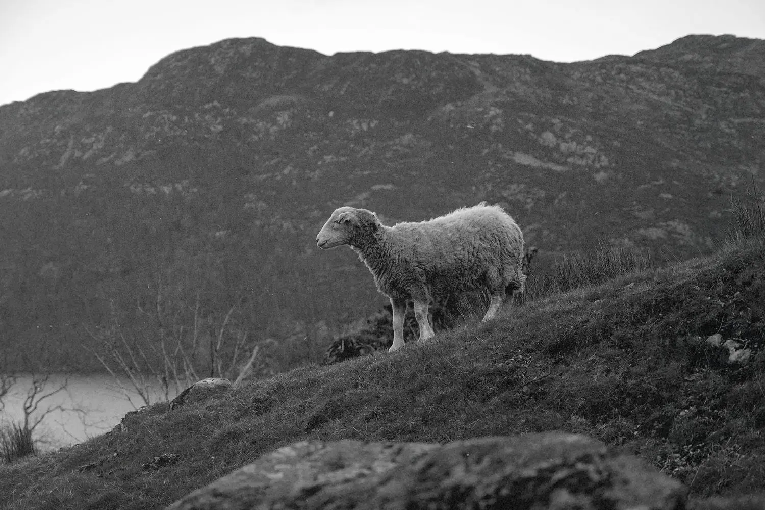 Sheep on a hill