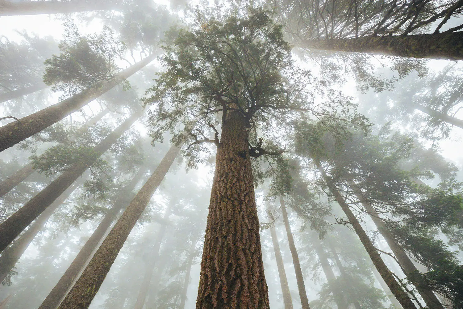 Ground-view of forest