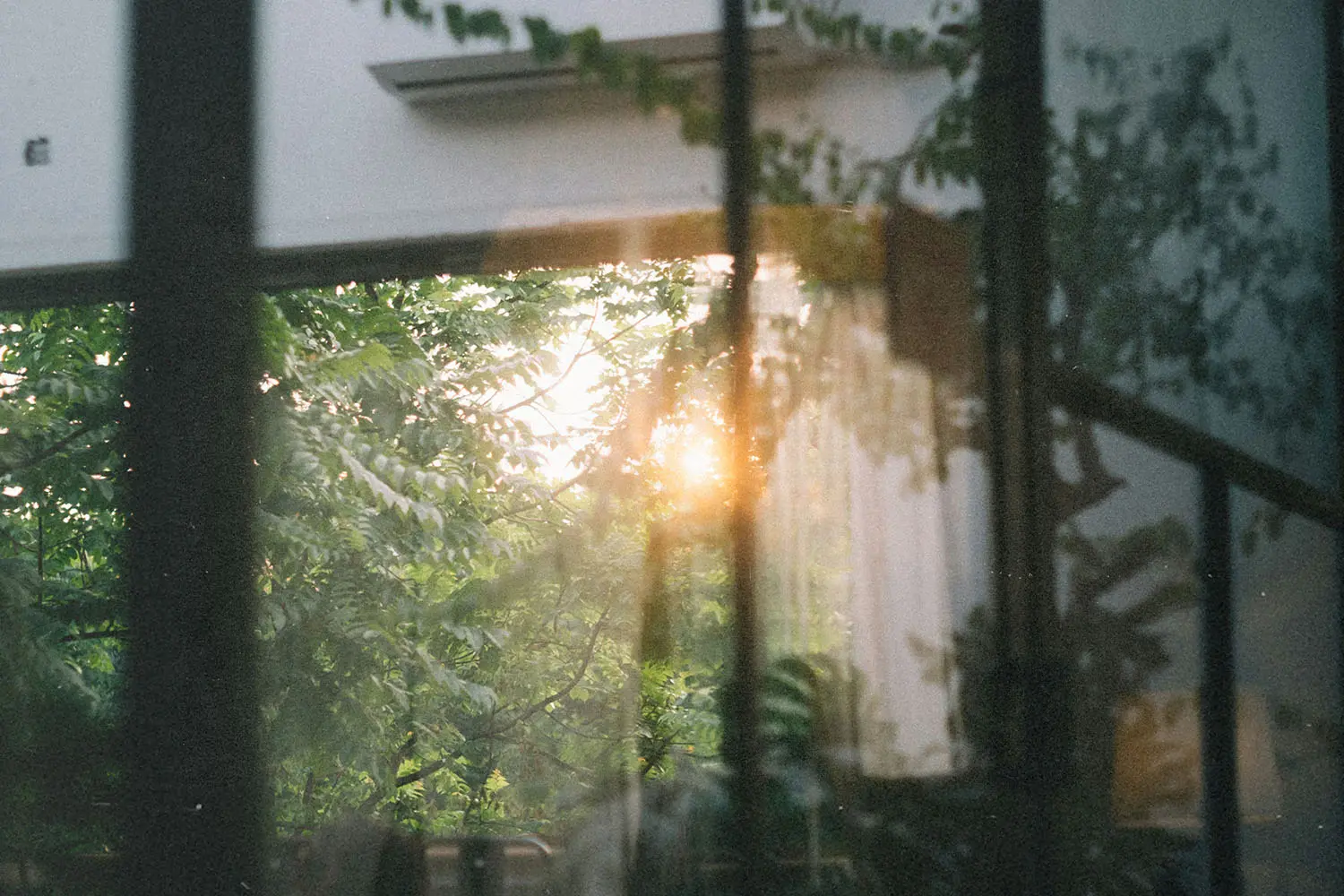 Sunlight shining through forest of trees through a window