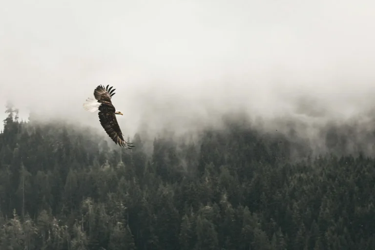 How To Renew Your Youth Like the Eagle