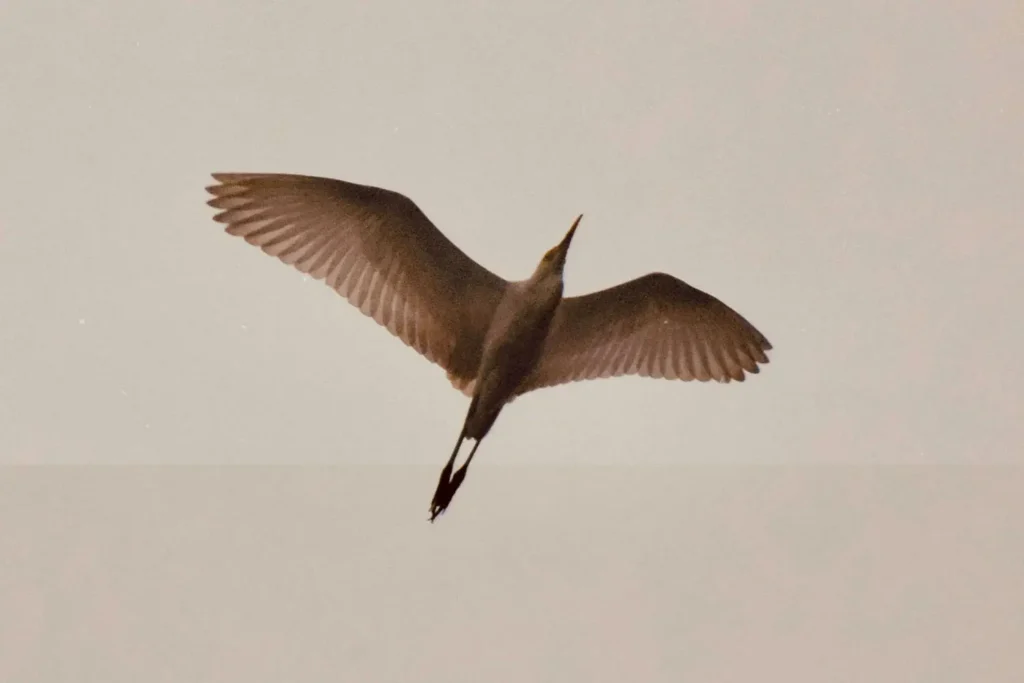 How-the-Truth-Sets-You-Free-KCM - KCM Blog Ground-view of a crane flying above