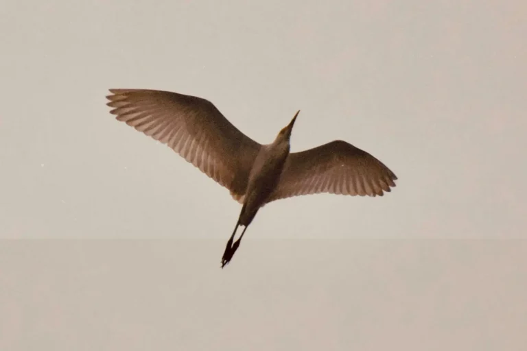 How the Truth Sets You Free