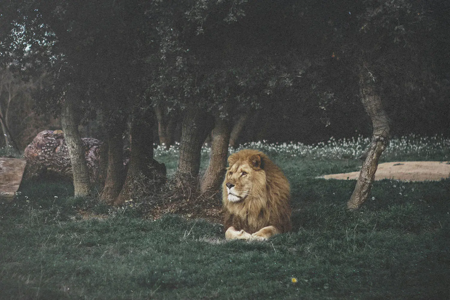 Lion laying among trees