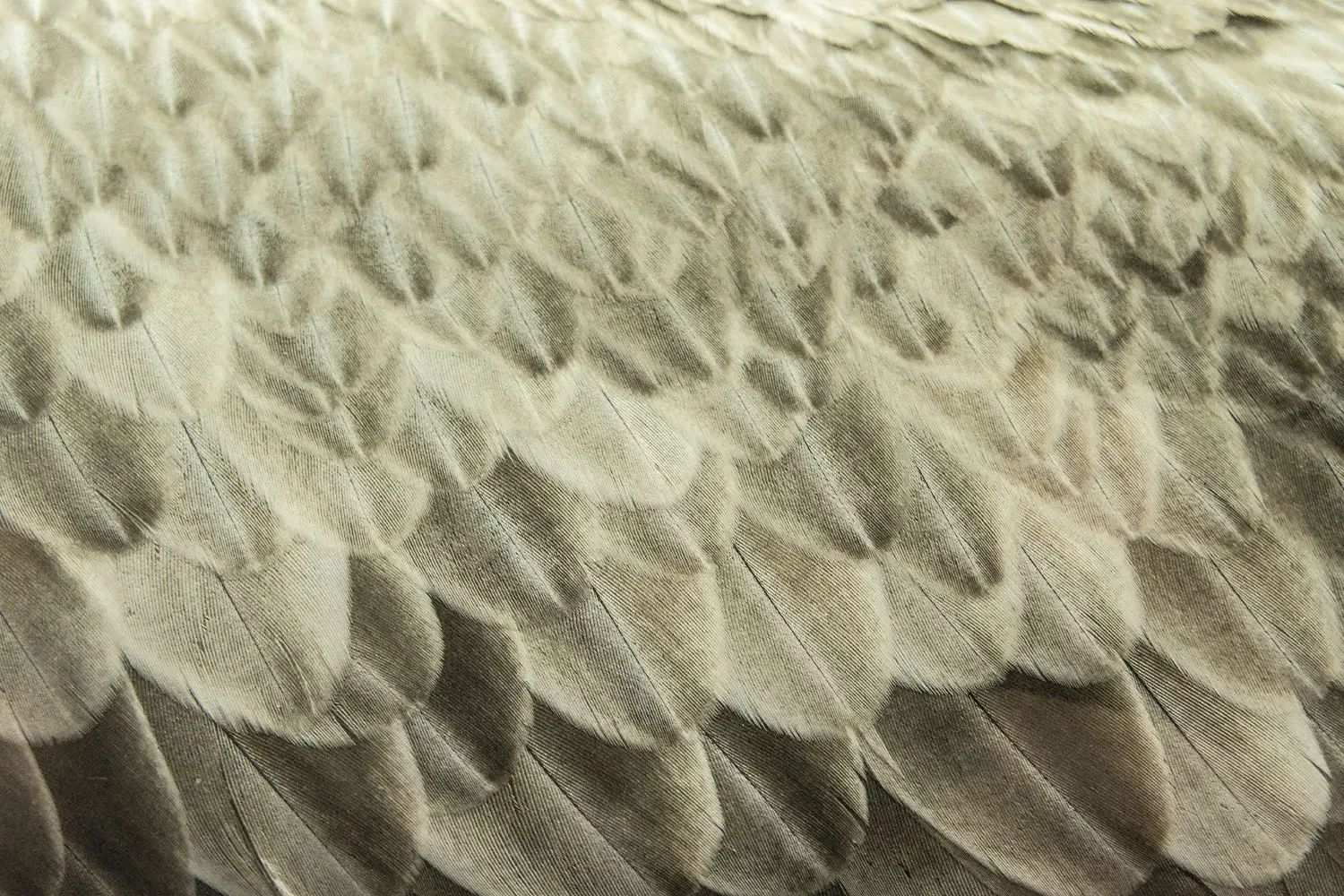 Close-up shot of feathers from wings