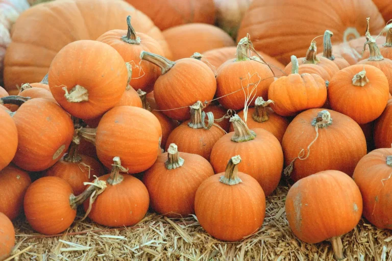 Should Christians Celebrate Halloween?