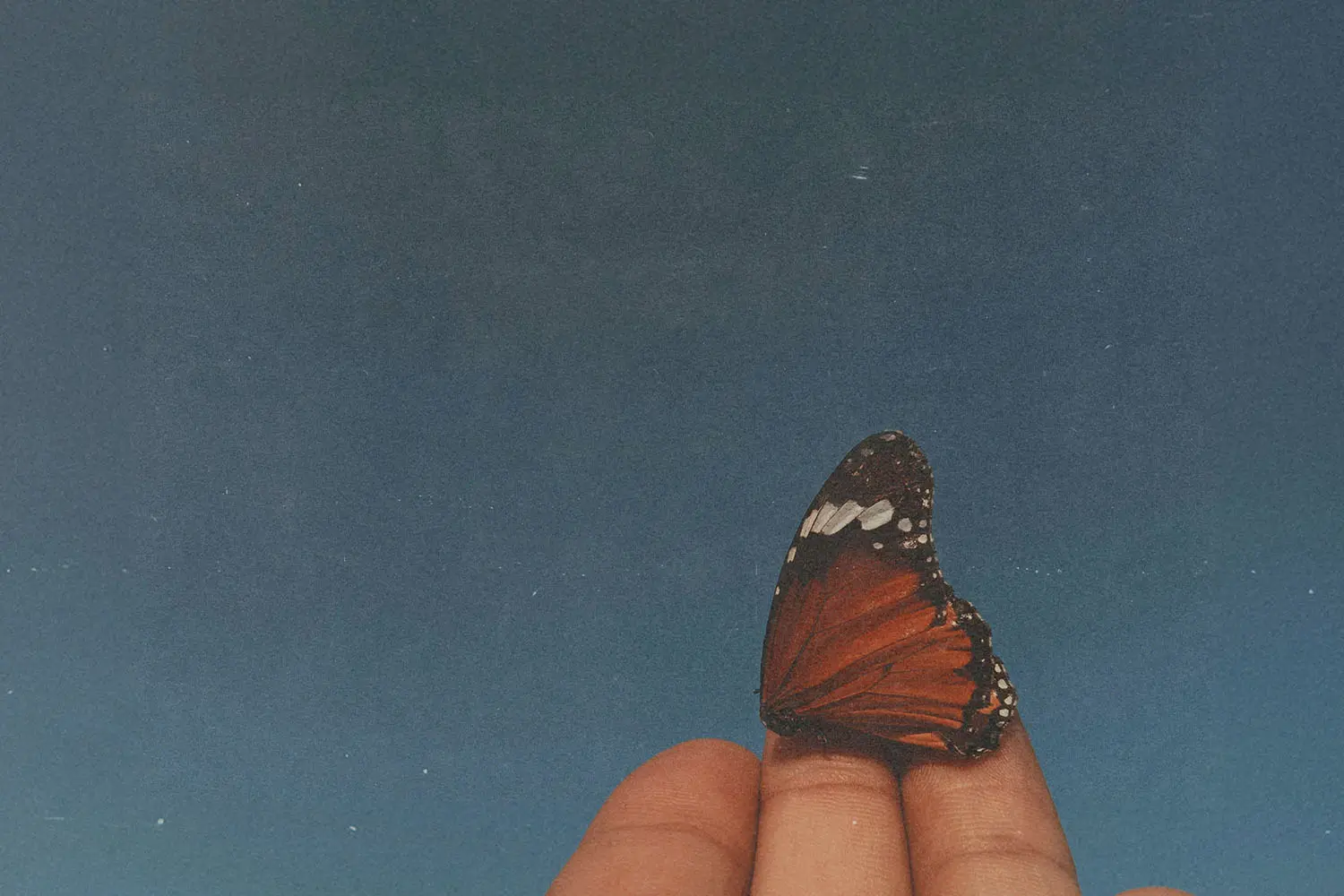Butterfly resting on three fingers