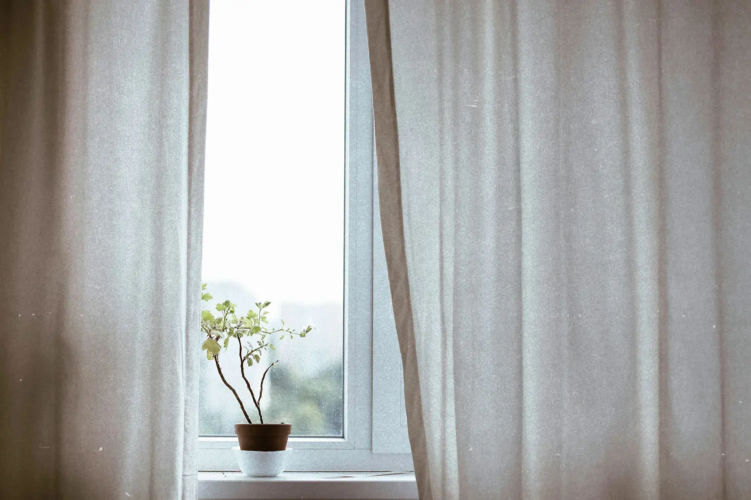 Plant in a window seal