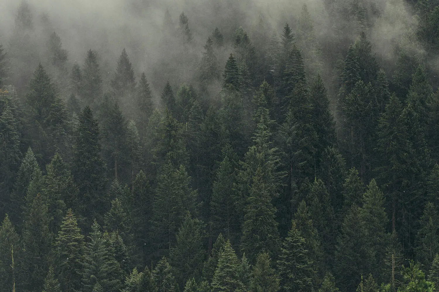 Forrest of pine trees with fog overhead