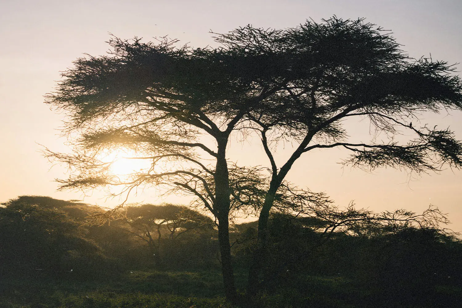 Sunset shining through tree line