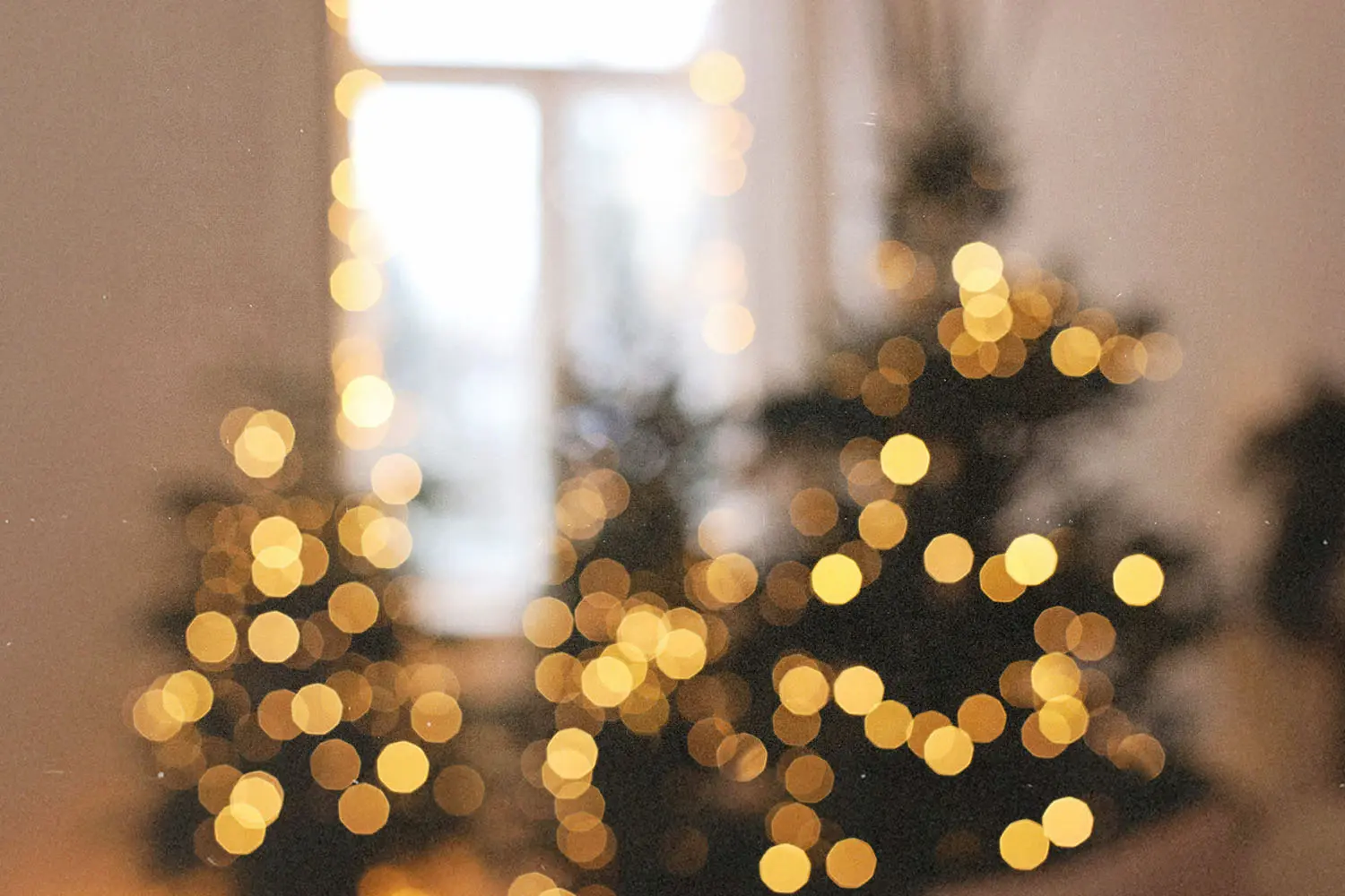Blurred image of Christmas trees with twinkling lights