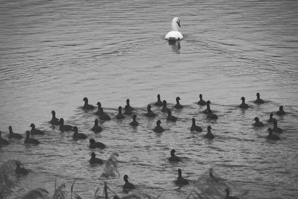 20190226-4-Ways-To-Be-Led-by-the-Spirit-of-God-KCM-Blog - KCM Blog swimming swan followed by ducks