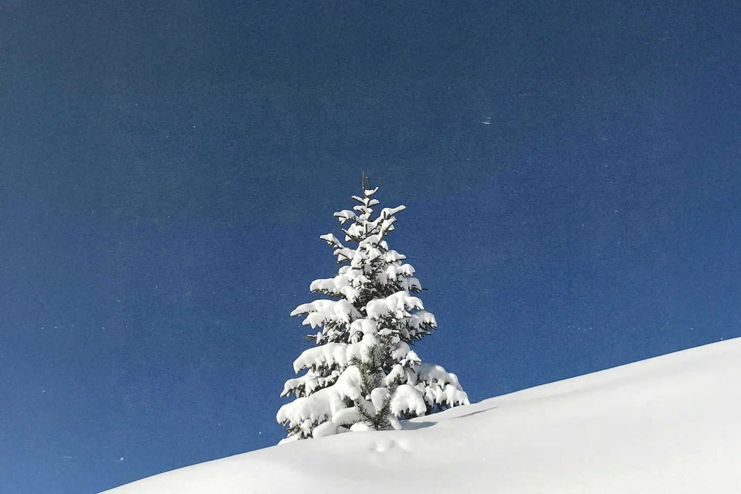 pine tree outside covered in snow