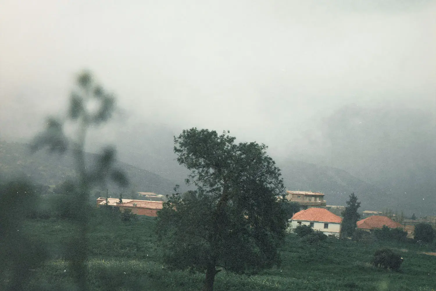 lush tree on a hill with a town below