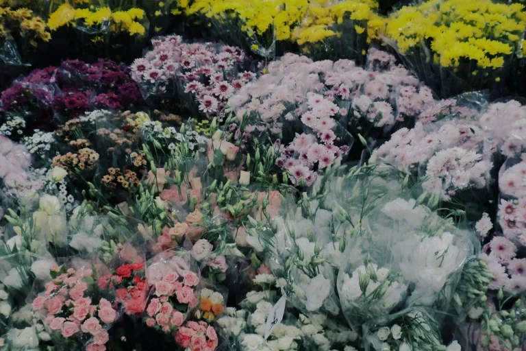 Word of the Week: BVOV Broadcast for July 25-29, 2022