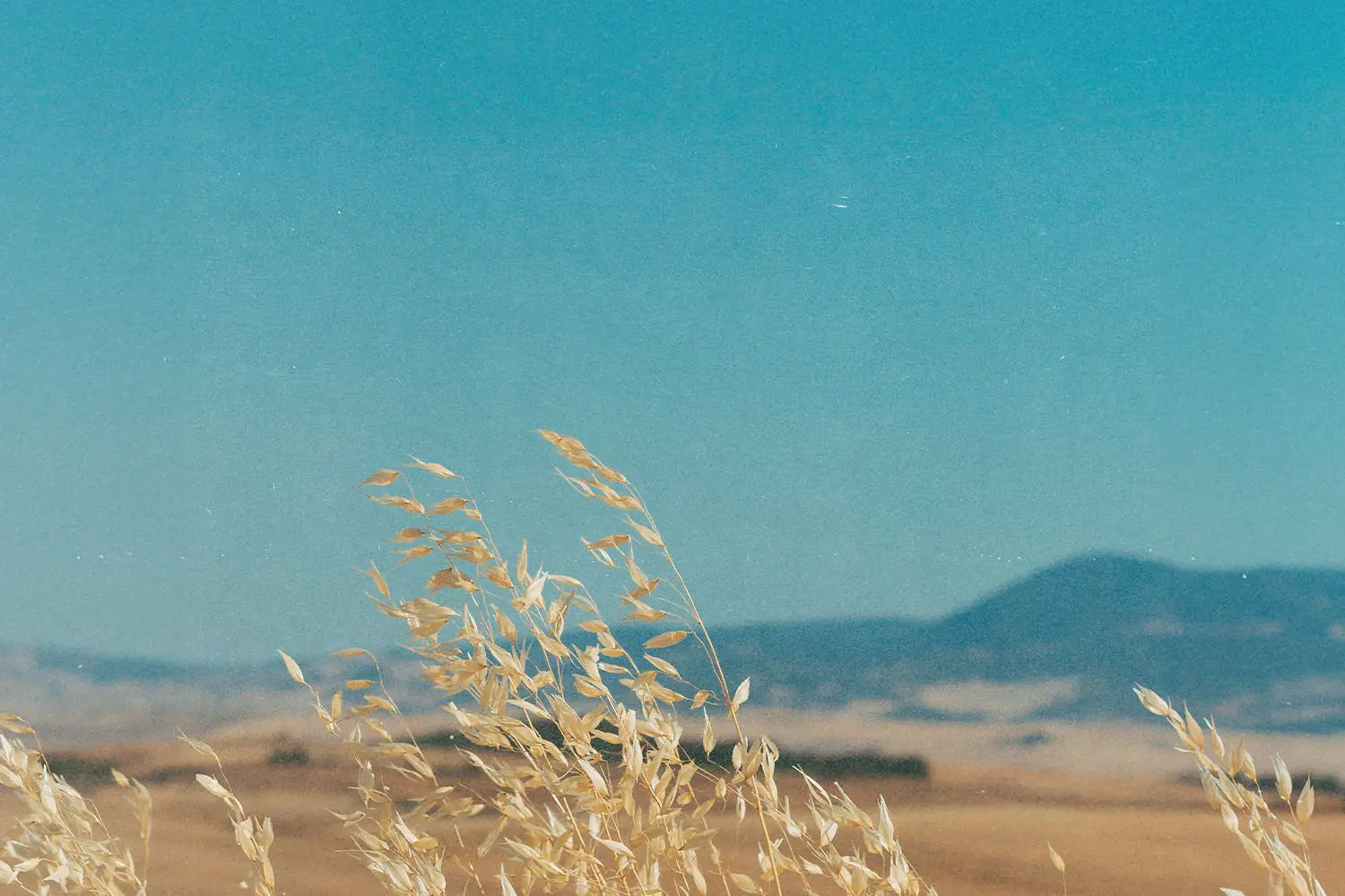 wheat grass in front of a mountain range