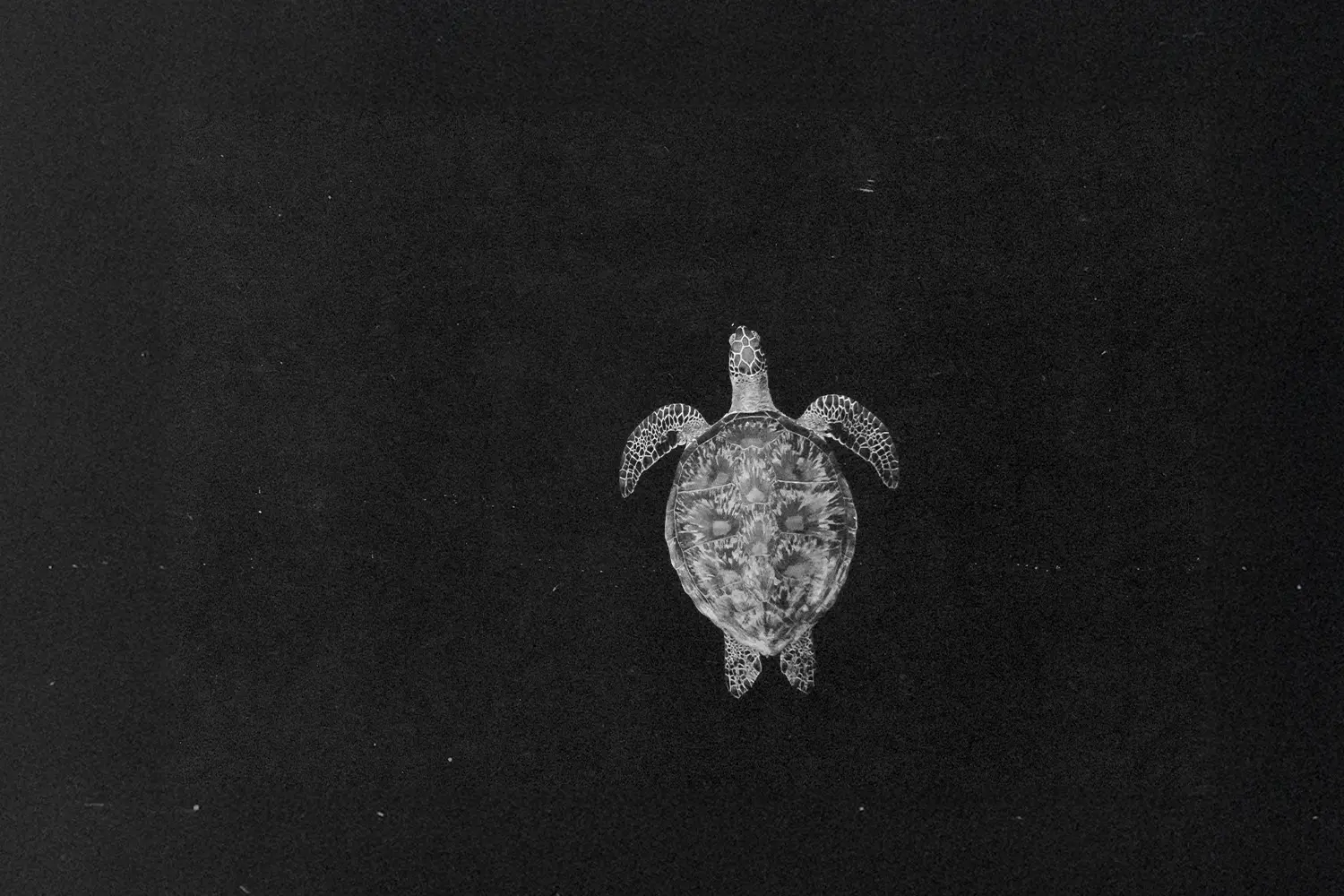 Aerial view of turtle in the water