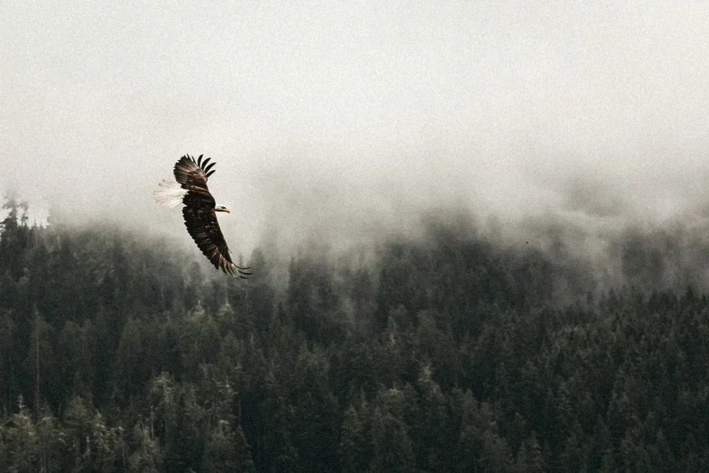 eagle soaring in the sky over a foggy forest