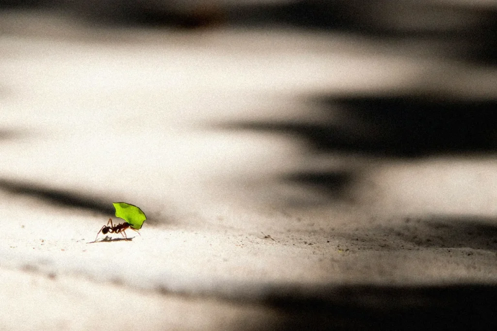 Tiny ant holding a green leaf