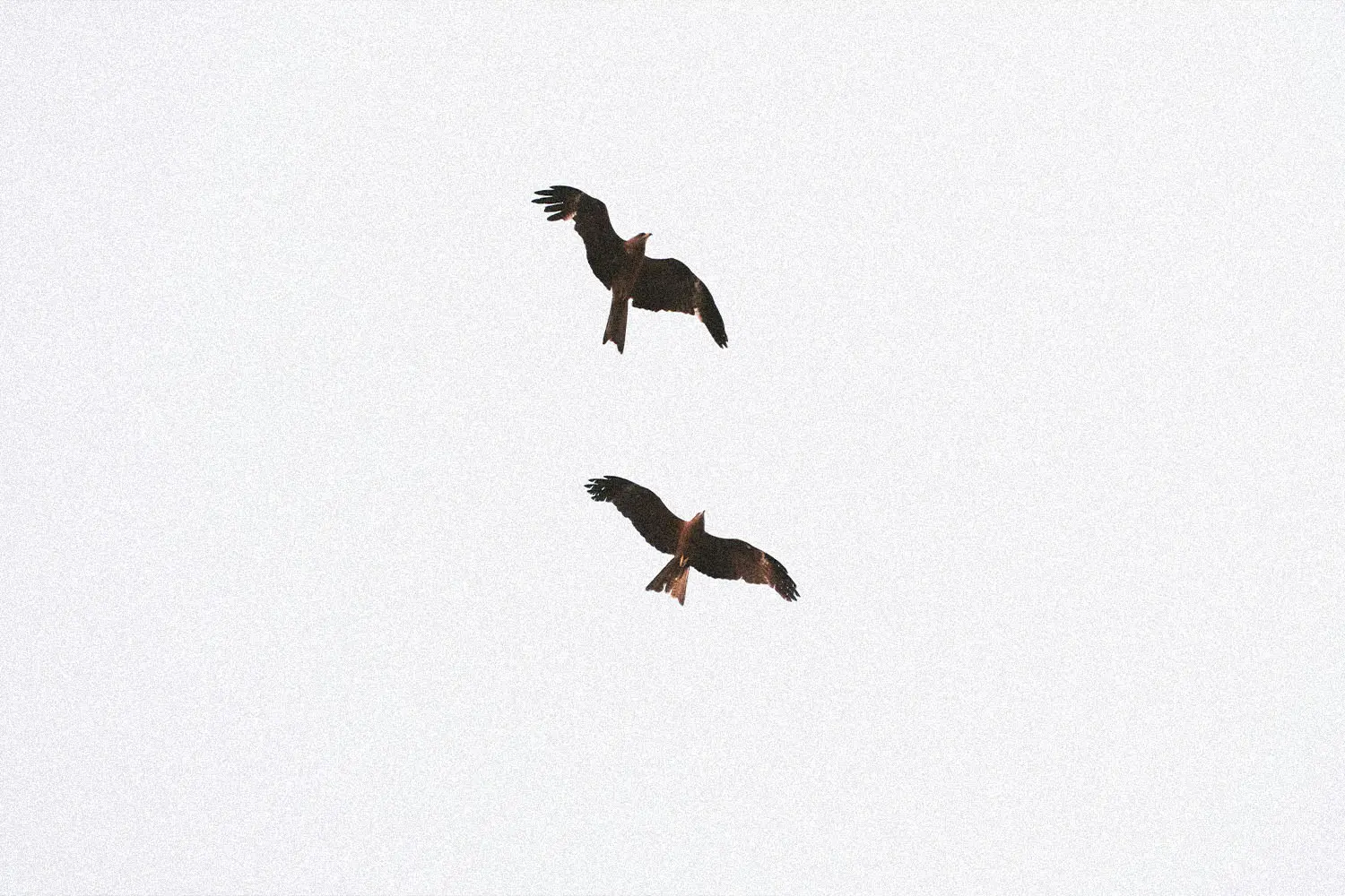 Underbellies of two birds flying through white skies