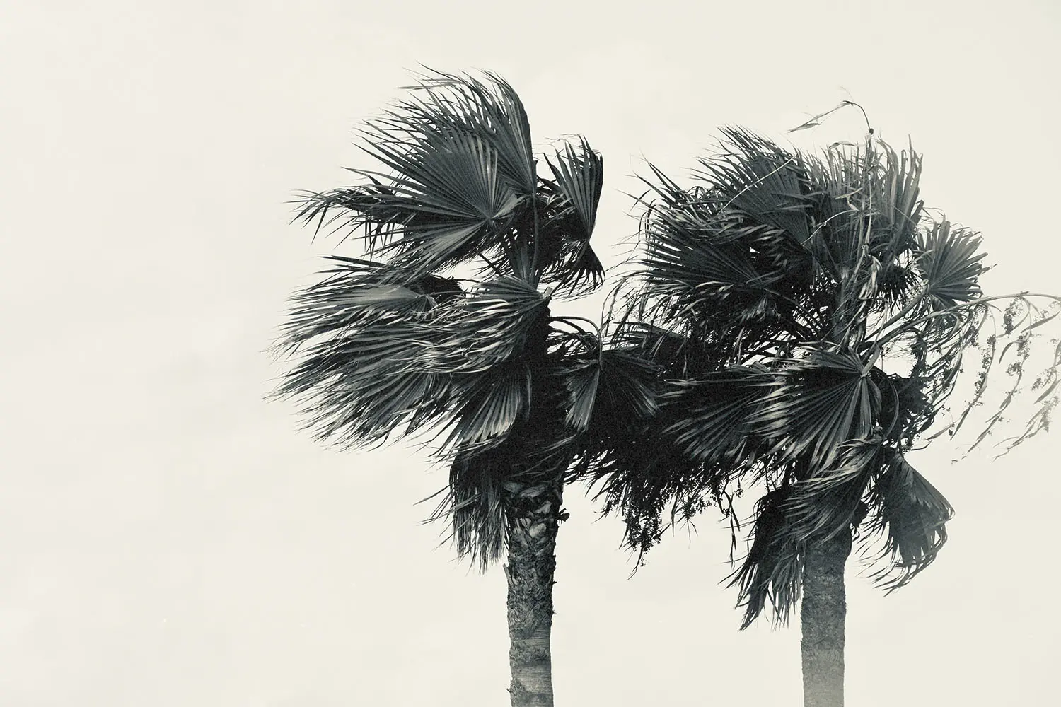 Palm trees blowing in the wind