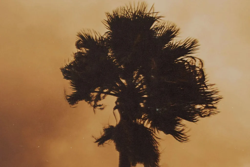 20250122-Distributing-Hope-Amid-California-Wildfires-KCM-Bl - KCM Blog Palm tree blowing in wind with fire light in the background