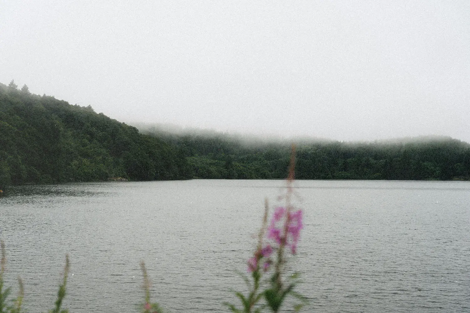 Calm lake surrounded by dense green forest with low fog drifting across the treetops, and soft pink wildflowers in the foreground