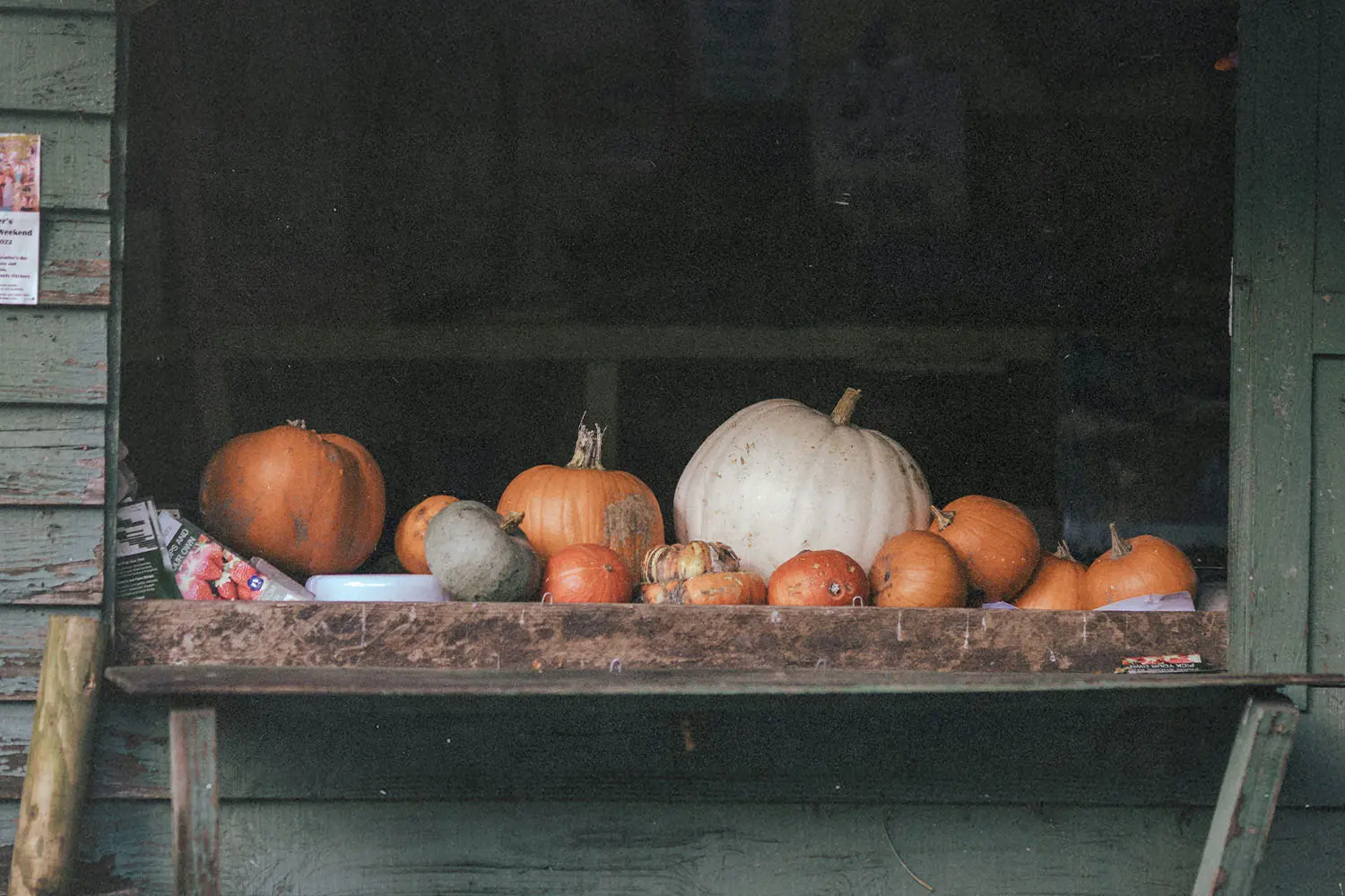 Window seal filled with pumpkins