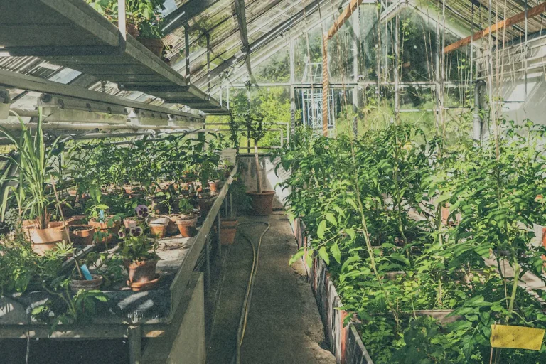 Discover the Impact Your Giving Makes Through Twice-Sown Seed